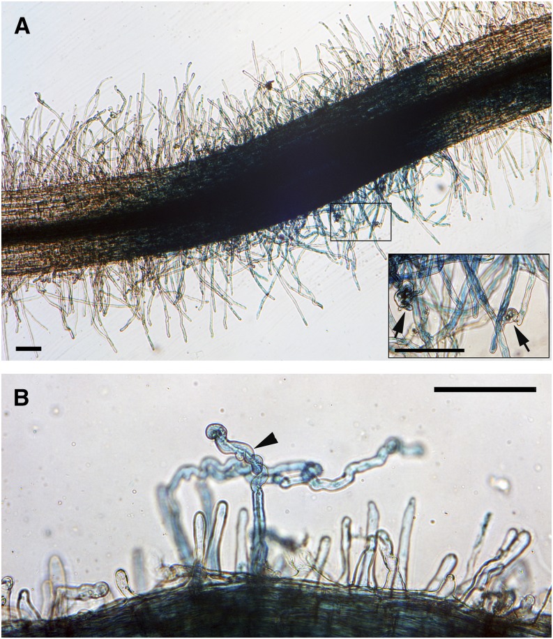 Figure 7.