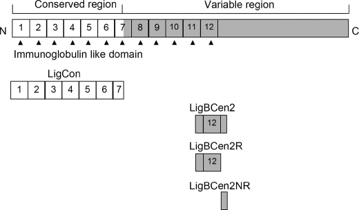 FIGURE 1.