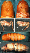 Fig. 5.