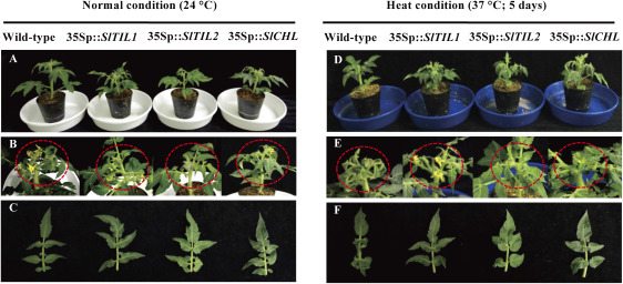 Figure 1. Phenotypes of over-expressed SlTIL1, SlTIL2, and SlCHL plants under normal (24°C) and heat stress conditions (37°C for 5 days). (A, D) Phenotypes of over-expressed plants grown for 2 weeks after transplantation; (B, E) phenotypes of over-expressed plants after 5 days of heat treatment; (C, F) expanded leaves of over-expressed plants.