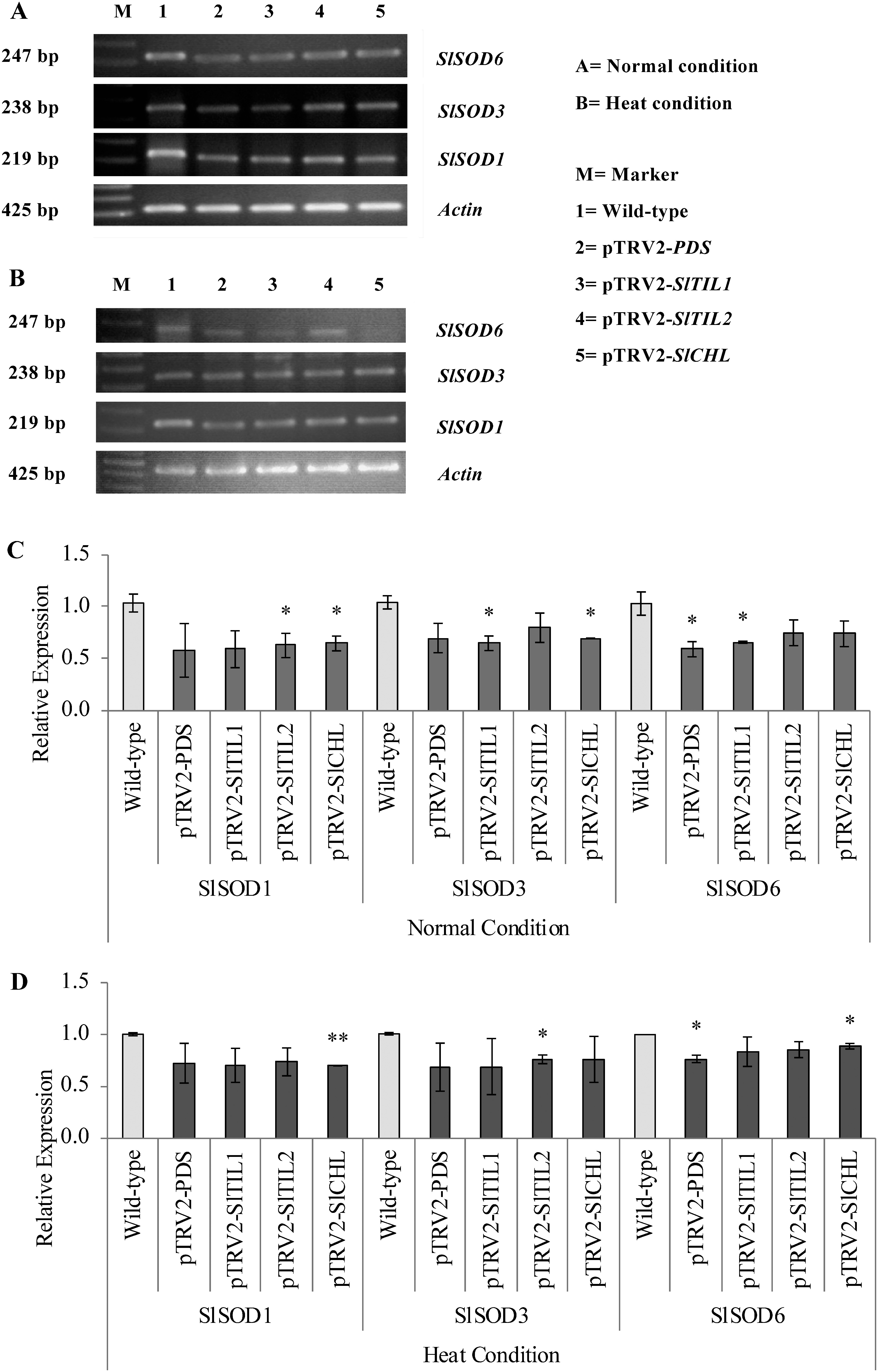 Figure 6. The expression of SlSODs in the leaves of silenced SlTIL1, SlTIL2, and SlCHL plants. (A, C) The expression and relative expression of SlSODs under normal conditions (24°C); (B, D) the expression and relative expression of SlSODs under heat stress conditions (37°C for 5 days).