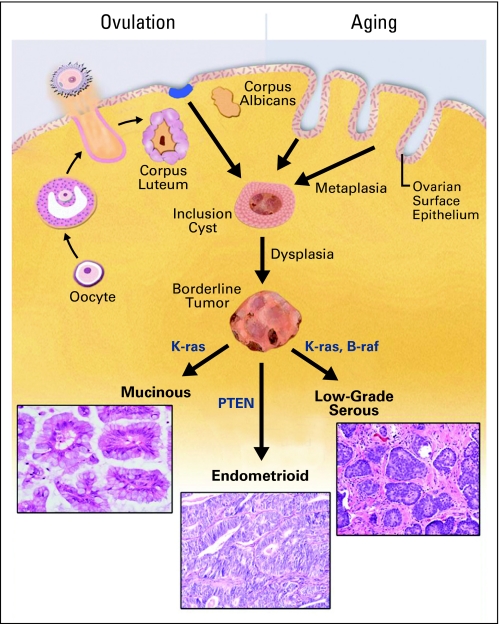 Fig 1.