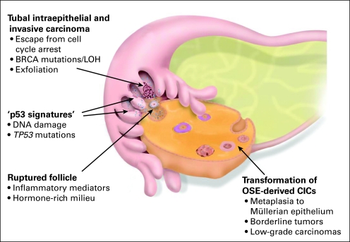 Fig 4.