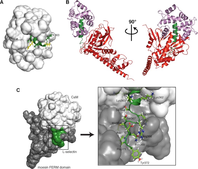 FIGURE 4.