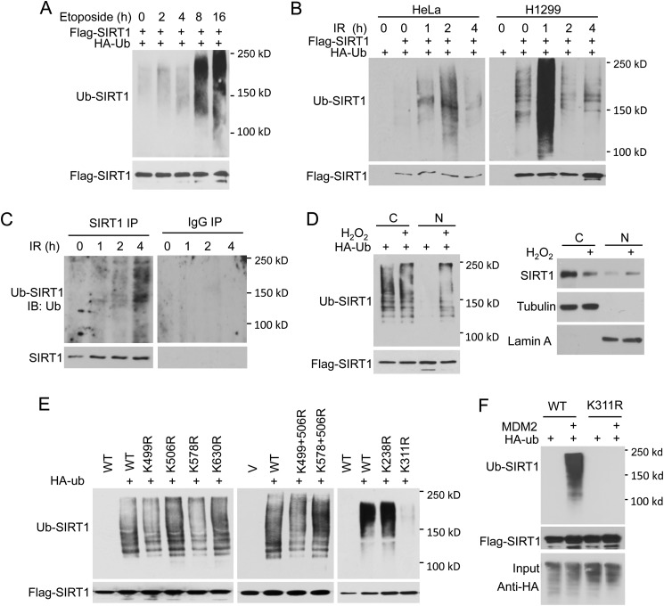 FIGURE 2.