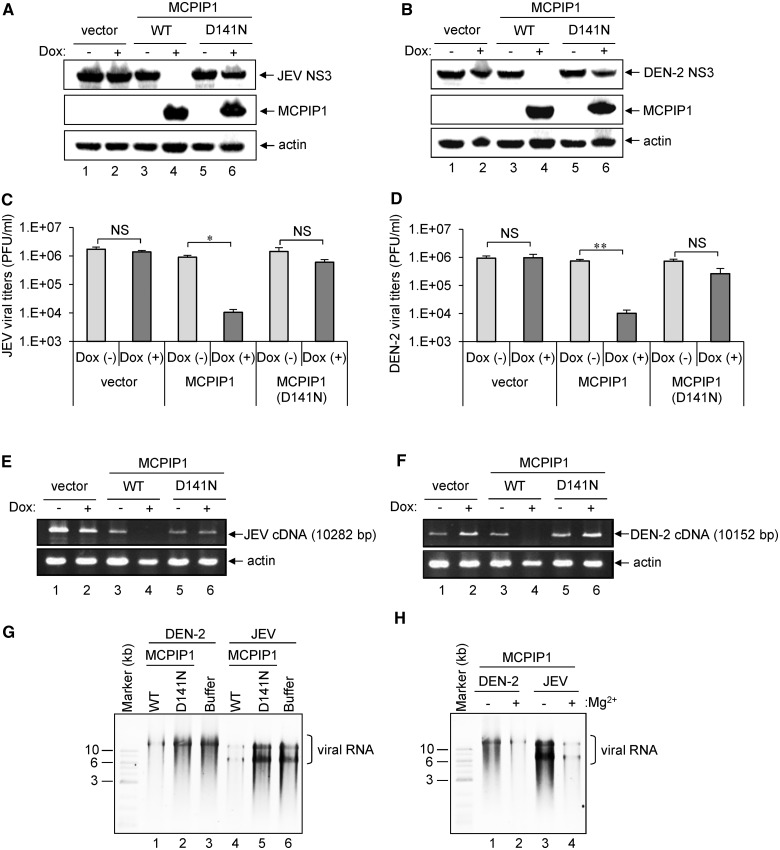 MCPIP1 ribonuclease exhibits broad-spectrum antiviral effects through ...