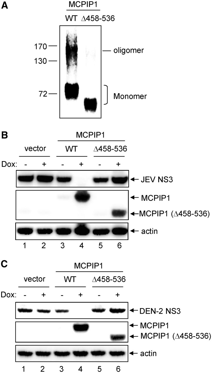 MCPIP1 ribonuclease exhibits broad-spectrum antiviral effects through ...