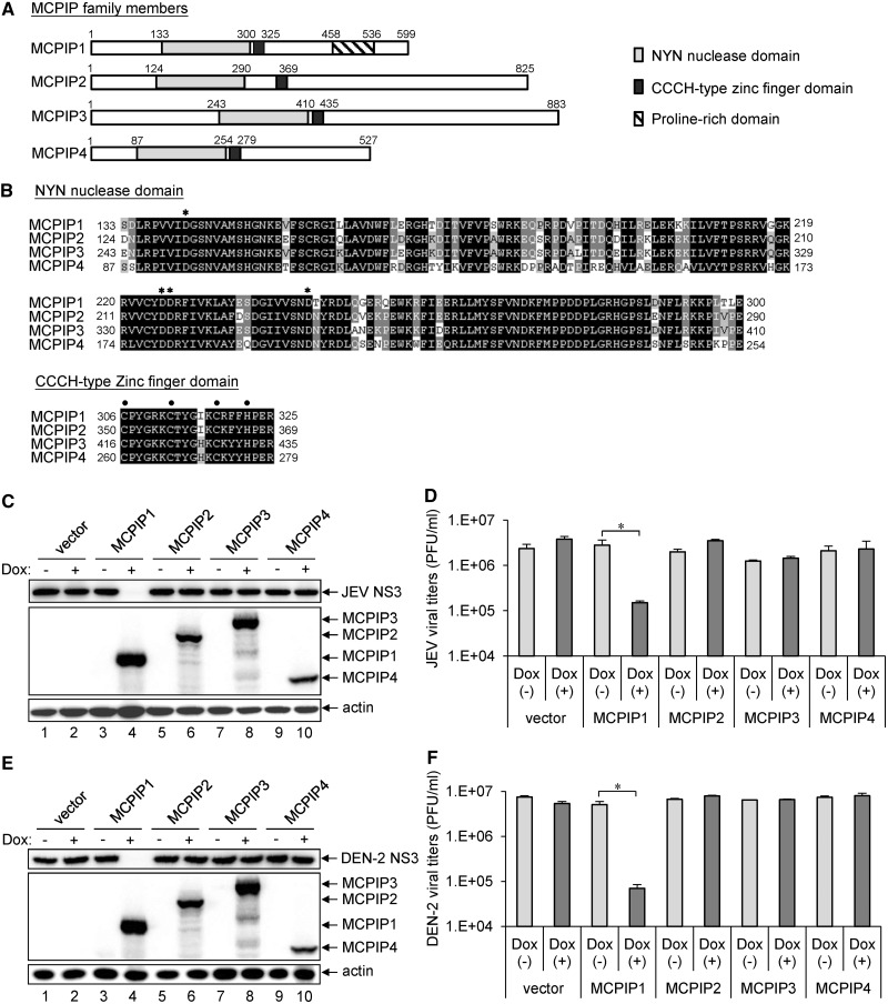 MCPIP1 ribonuclease exhibits broad-spectrum antiviral effects through ...