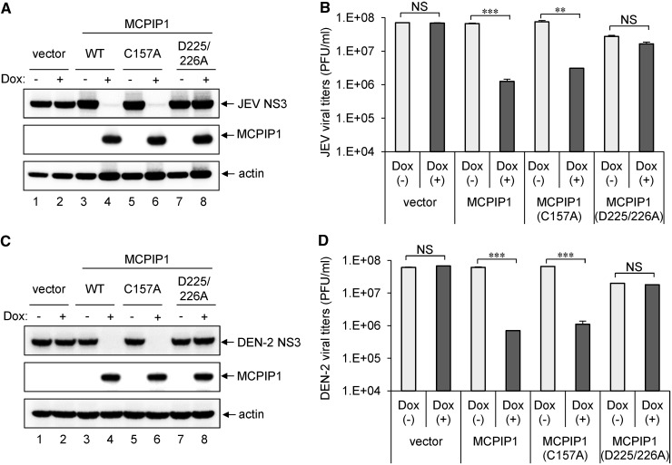 MCPIP1 ribonuclease exhibits broad-spectrum antiviral effects through ...