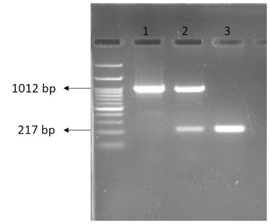 FIGURE 3