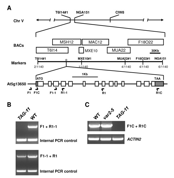 A Var Leaf Variegation Suppressor Locus Suppressor Of Variegation Encodes A Putative