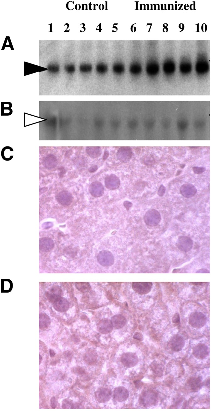 Fig.5.