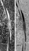 <sc>fig</sc> 3.