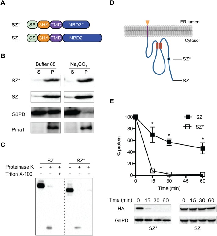 FIGURE 1: