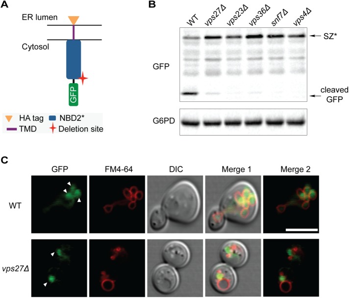 FIGURE 4: