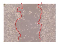 graphic file with name molecules-25-01828-i014.jpg