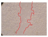 graphic file with name molecules-25-01828-i023.jpg