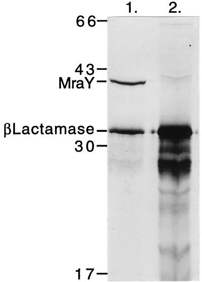 FIG. 5