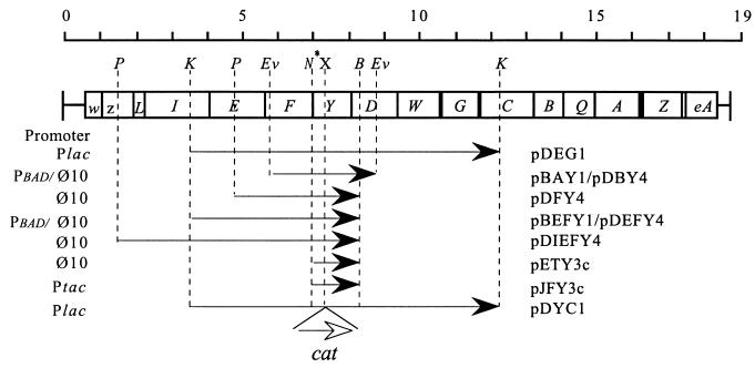 FIG. 1