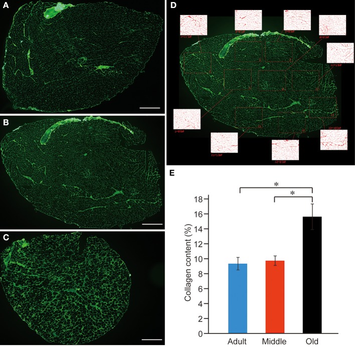 Figure 11