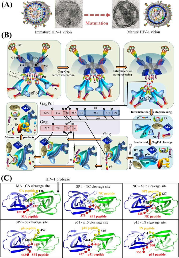 FIG 10