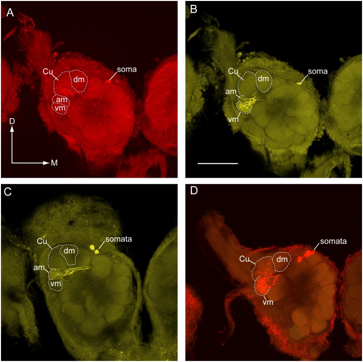 Fig 6