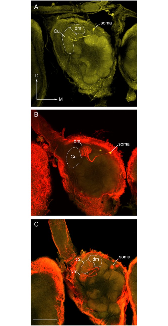 Fig 7