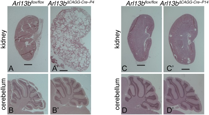 Fig. 5.