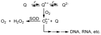 Scheme 5