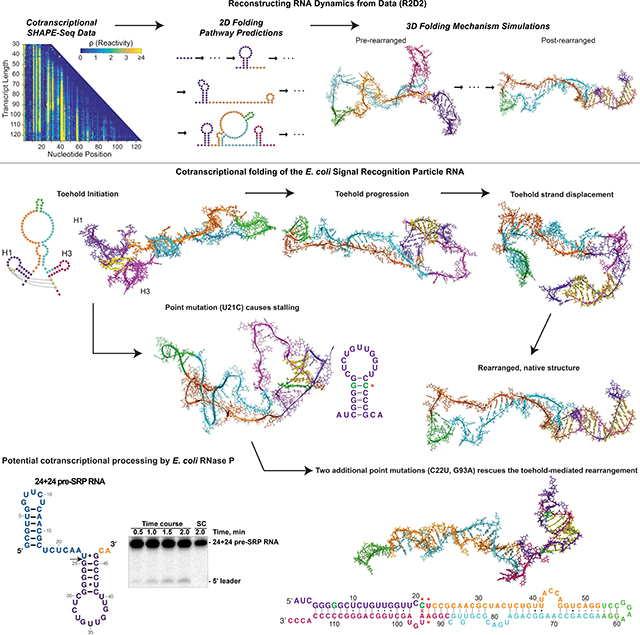 graphic file with name nihms-1680197-f0001.jpg