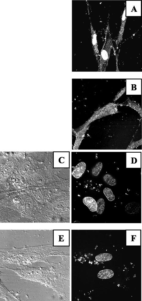 FIG. 8.