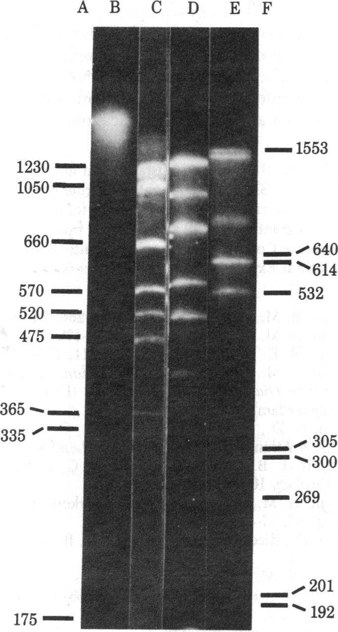 graphic file with name pnas00658-0146-a.jpg