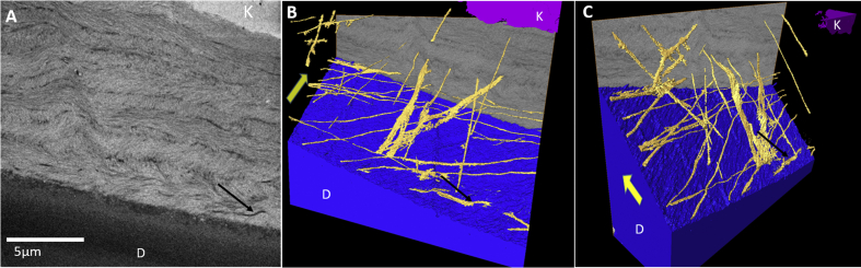 Fig. 7