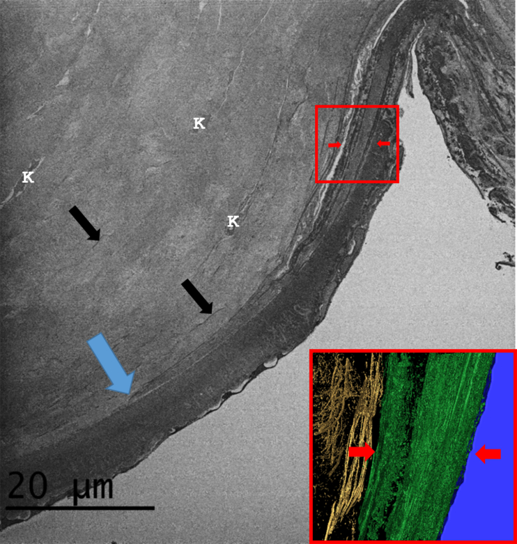 Fig. 4