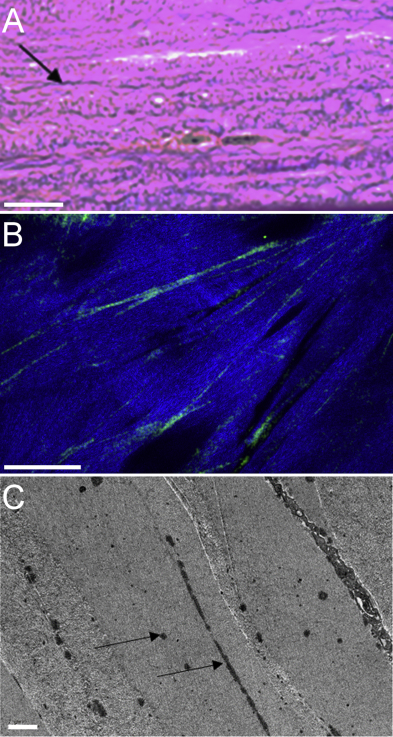 Fig. 2