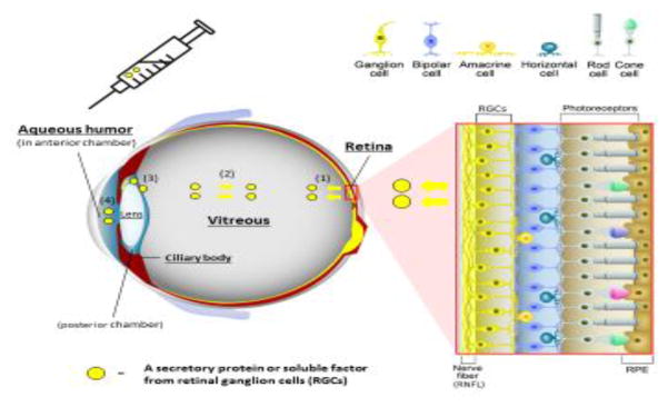 Figure 3 (Key figure)