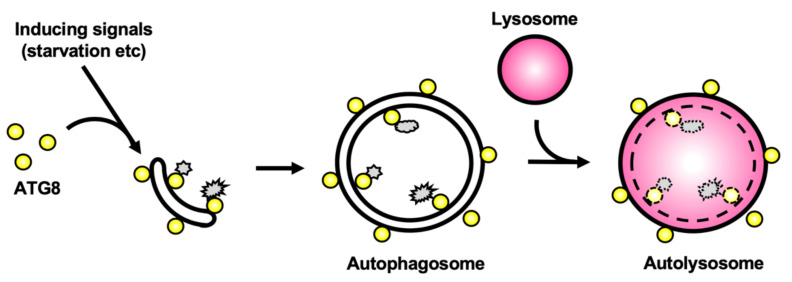 The Autophagy Machinery In Human Parasitic Protists Diverse Functions For Universally Conserved