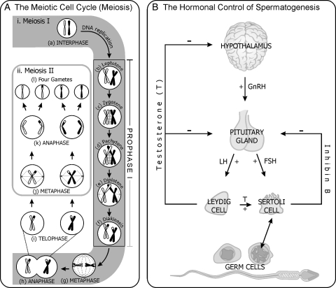 Figure 2: