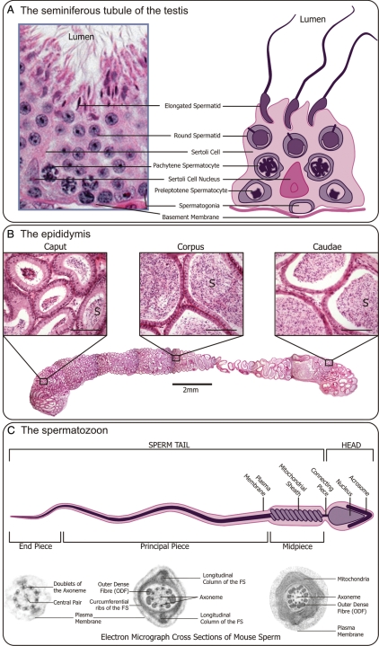 Figure 1: