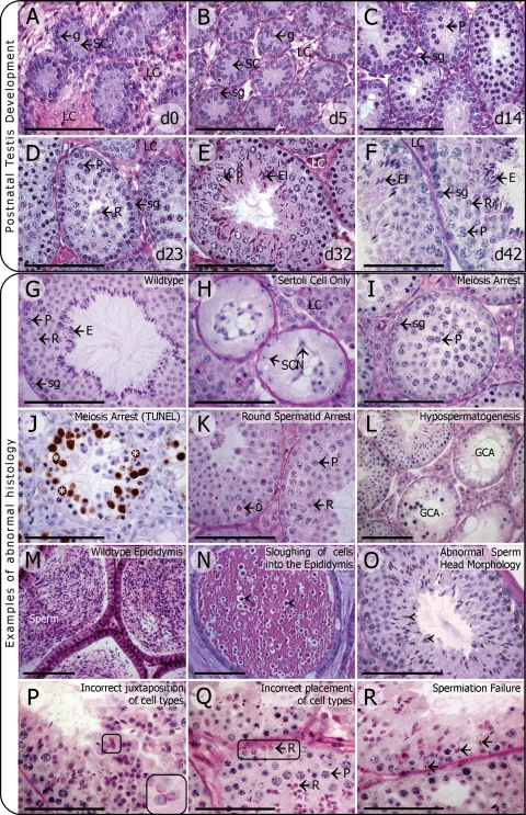 Figure 3: