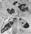 Fig 5