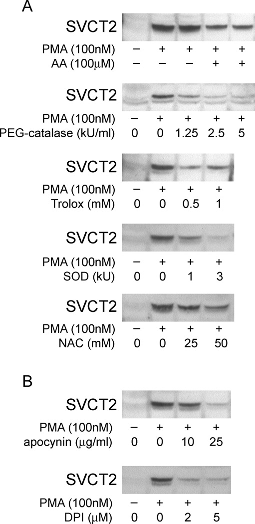 Fig. 11