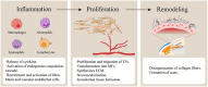 Diagram illustrating three phases of wound healing: Inflammation, Proliferation, and Remodeling. Inflammation shows macrophages, neutrophils, eosinophils, and lymphocytes, with notes on cytokine release and cell recruitment. Proliferation depicts tissue formation and neovascularization. Remodeling illustrates collagen disorganization and scar formation.