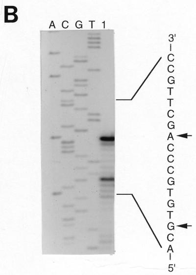 FIG. 1