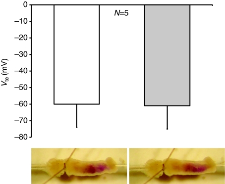 Fig. 5.