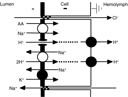 Fig. 4.