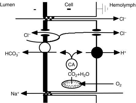 Fig. 2.