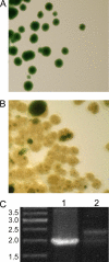FIG. 2.