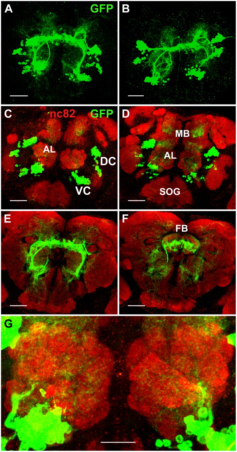 Fig 10