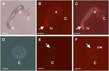 Figure 9.